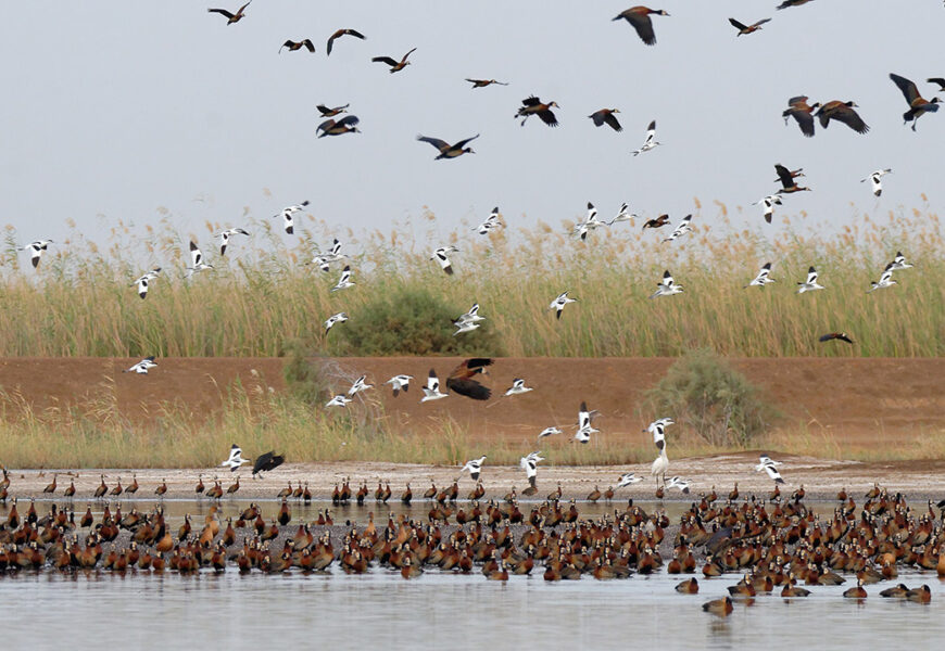 Bird watching in kashmir kashmir traveler