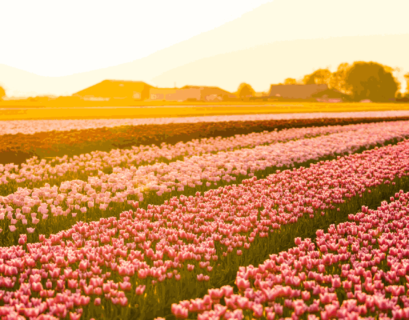 Tulip Garden | Srinagar | Kashmir