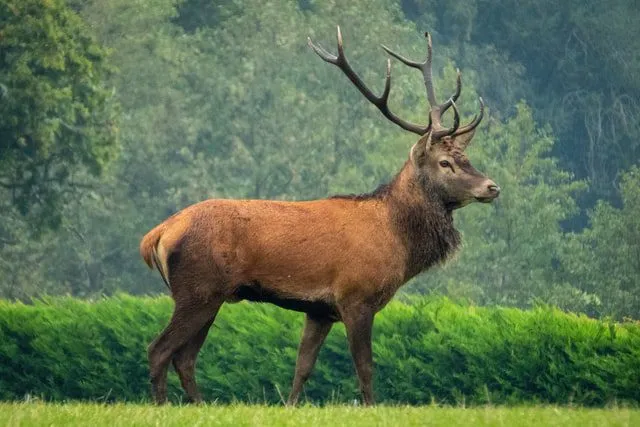 Wildlife in kashmir kashmir traveler