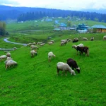 doodhpathri gulmarg kashmirtraveler