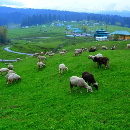 Doodhpathri Gulmarg Kashmir