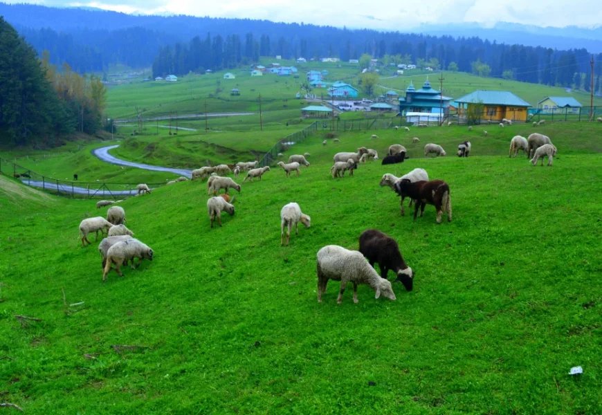 doodhpathri gulmarg kashmirtraveler