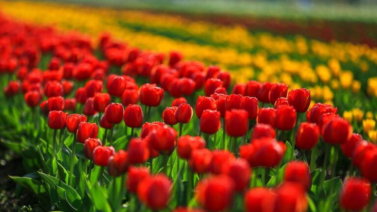 Tulip Festival Kashmir traveler