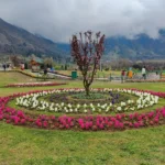 Tulip Garden Srinagar