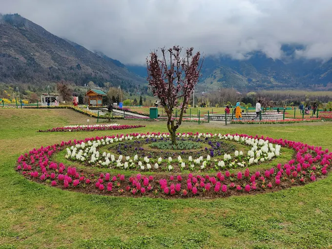 Tulip Garden Srinagar