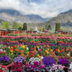 Kashmir Tour Packages